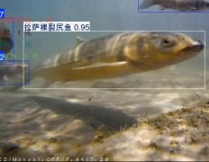 其头部上方会同步显示它的名称